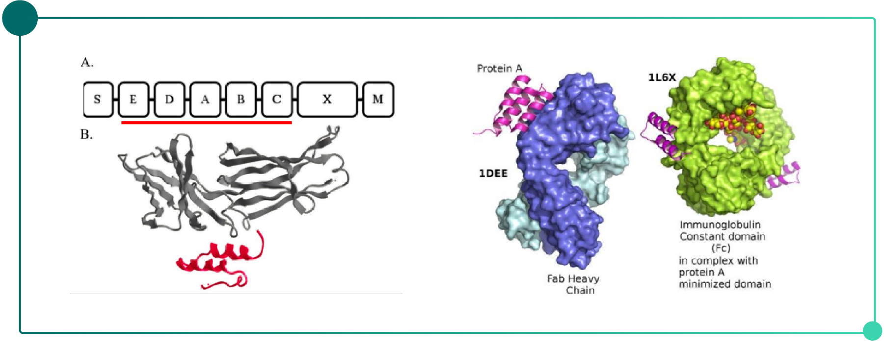 抗体纯化入门指南6